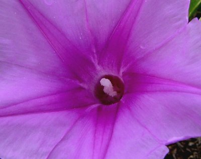 Beach Morning Glory