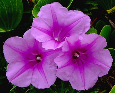 Beach Morning Glory