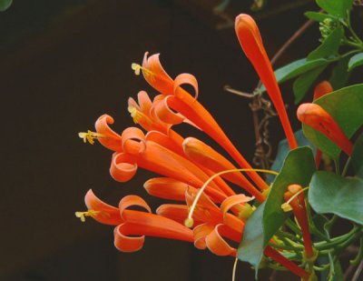 Orange Trumpet or Huapala