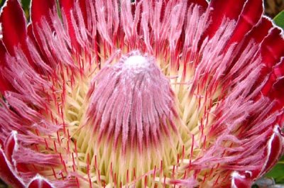 Protea Baron