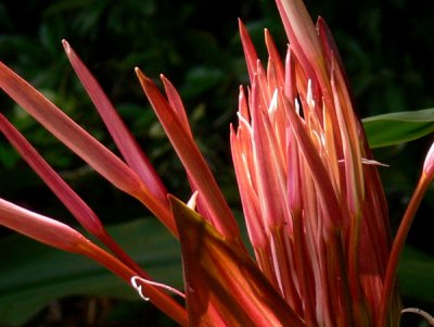 Queen Emma Spider Lily