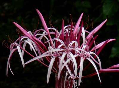 Queen Emma Spider Lily