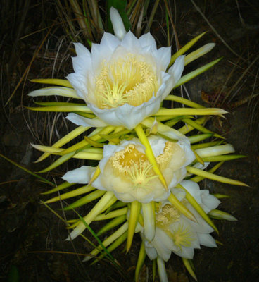 Nightblooming Cereus