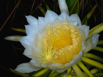 Nightblooming Cereus