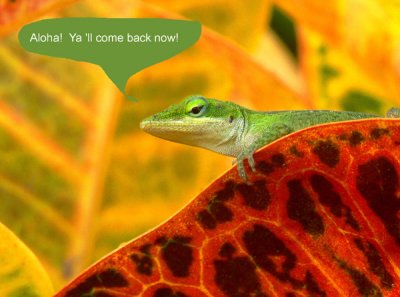 Ah!   A talking gecko!