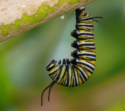 Caterpillar Ready for Hibernation