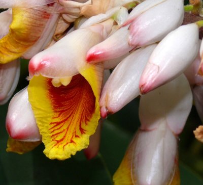 Shell Ginger Closeup