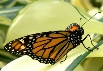 Your New Monarch Butterfly!