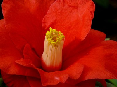 Red Camellia