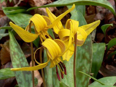 Spring Trout Lilies..