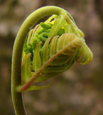 An emerging fern leaf...