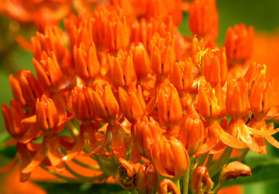 Butterfly Weed or Pleurisy Root