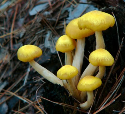 Some Damp Mushrooms...