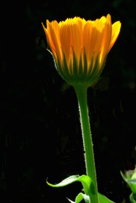 Back Lighted Flower