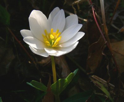 Bloodroot starting to stretch its petals..