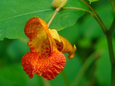 Jewel Weed or Touch Me Not
