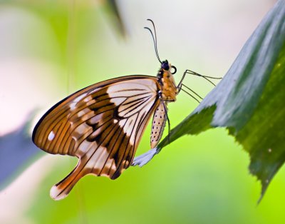 Dainty Landing