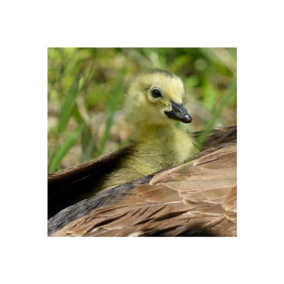 Under Mama's Wing