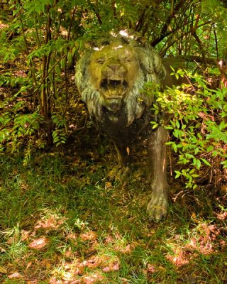 Lion in the Bush