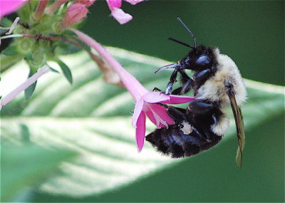 Busy Bee