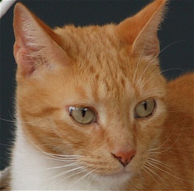 Country Cat