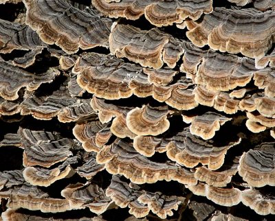 Ruffles