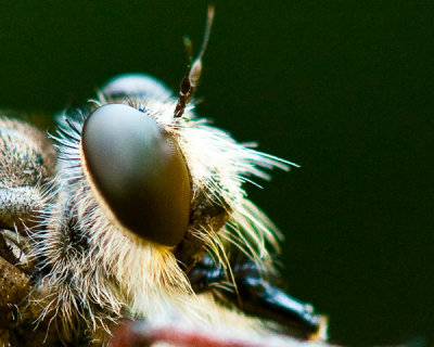 Eyes of the Robber Fly