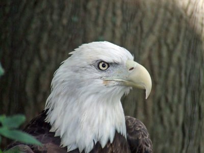 Bald Eagle 3