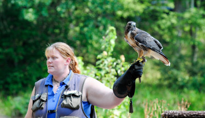 Holding a Red Tailed Hawk
