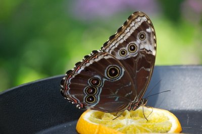 Blue Morpho Butterfly