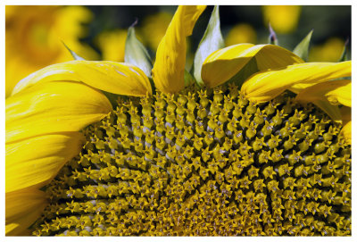 Sunflower in the Sun