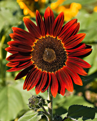 Red-faced Sunflower