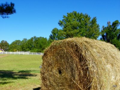 HAY!