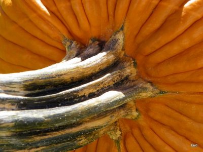 The Great~BIG Pumpkin