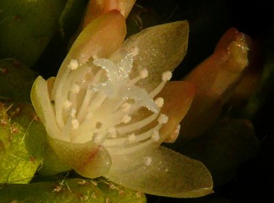 January 5 - Miniature Cactus Flower