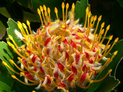 January 8 - Pincushion Protea Flower  - Maui, Hawaii