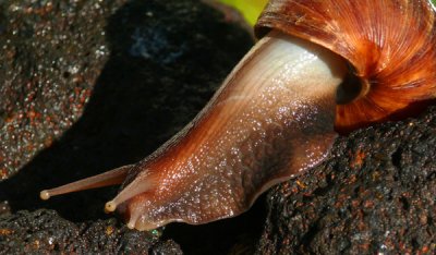 January 11 - African Snail