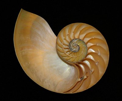 January 21 - Pearly Nautilus - Cross section
