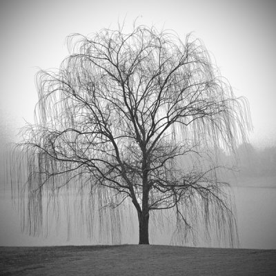 January 20 - Foggy Willow