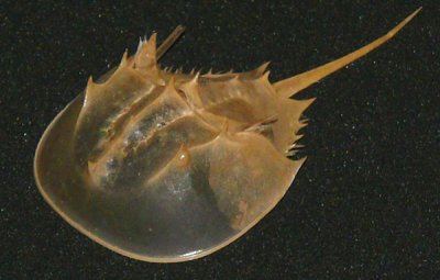 January 23 - Horseshoe Crab