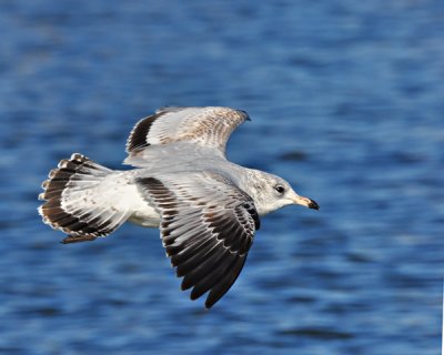 January 22 - Sea Gull