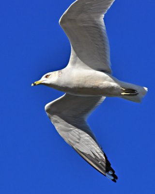 January 26 - Ring Billed Gull