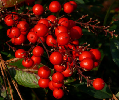 January 30 - Winter Berries