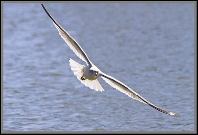 January 29 - Flying Egret