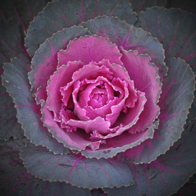 January 31 - Ornamental Cabbage