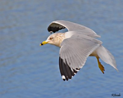 January 27 - Ring Billed Gull