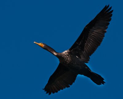 Blount's Cormorant