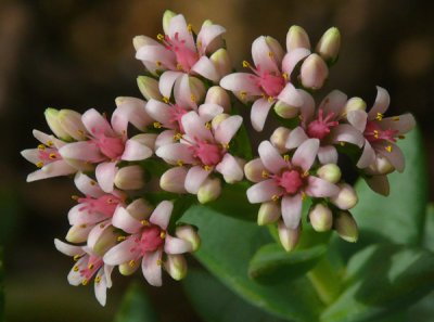 February 11 - Flowering Cactus