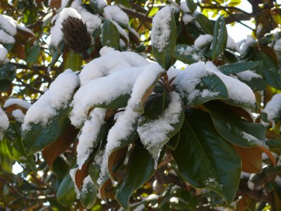 Snow in Alabama