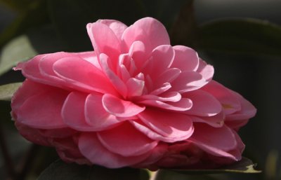 Camellias in Bloom